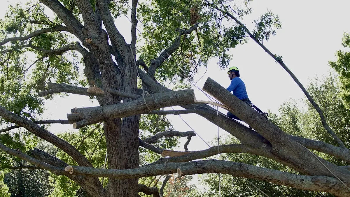 Professional Hazardous Tree Removal performed by certified arborists in Hiram