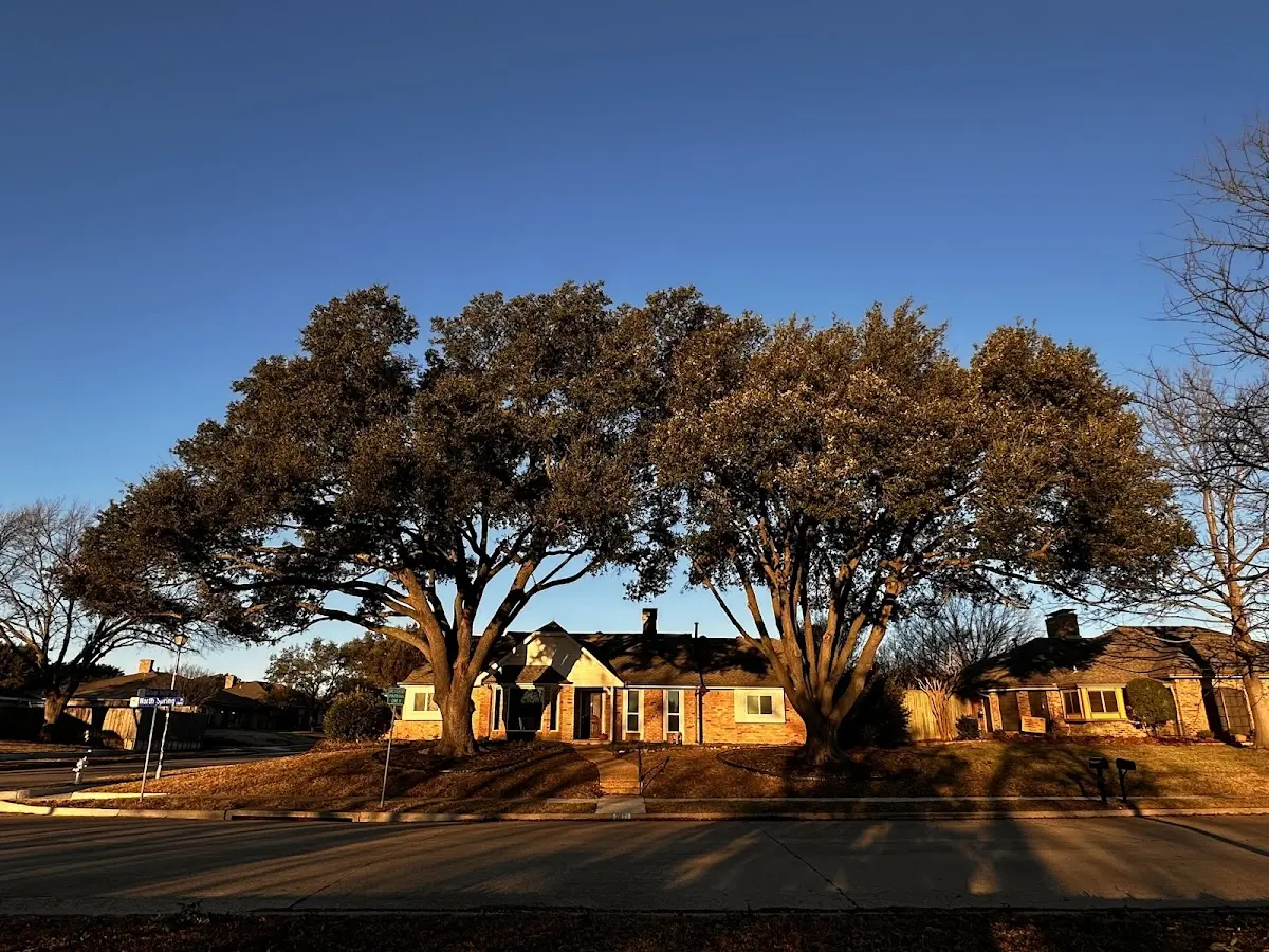 Established residential canopy tree shading a home in Hiram
